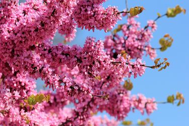 25 JUDAS TREE European Redbud Love Tree Cercis Siliquastrum Pink Purple Flower Seeds
